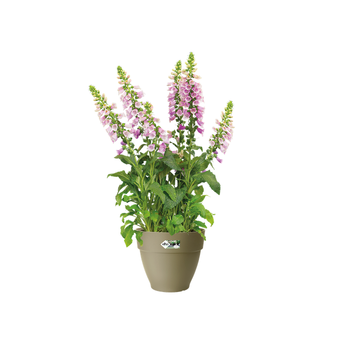vibia campana rond 25cm saliegroen
